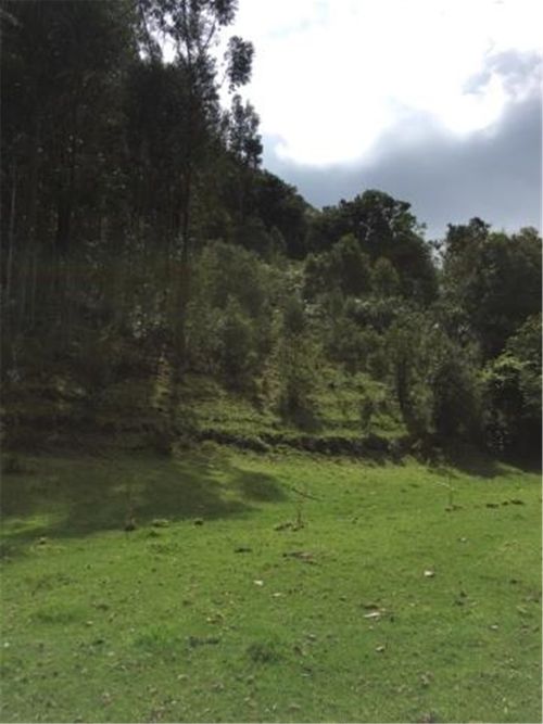 Finca en  Venta en Galdamez, Subachoque - Miniatura 4