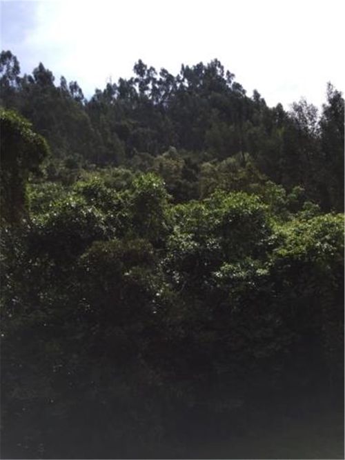 Finca en  Venta en Galdamez, Subachoque - Miniatura 5
