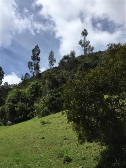 Finca en  Venta en Galdamez, Subachoque - Miniatura 11