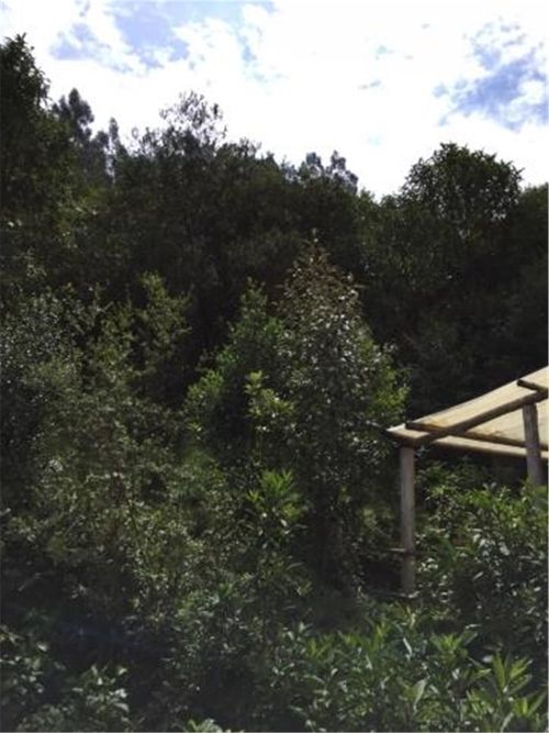 Finca en  Venta en Galdamez, Subachoque - Miniatura 12