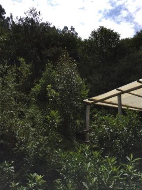 Finca en  Venta en Galdamez, Subachoque - Miniatura 13