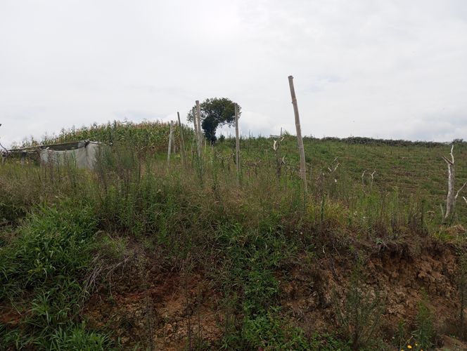 Finca en  Venta en El carmen de viboral - Miniatura 2