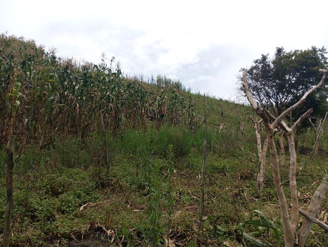 Finca en  Venta en El carmen de viboral - Miniatura 3