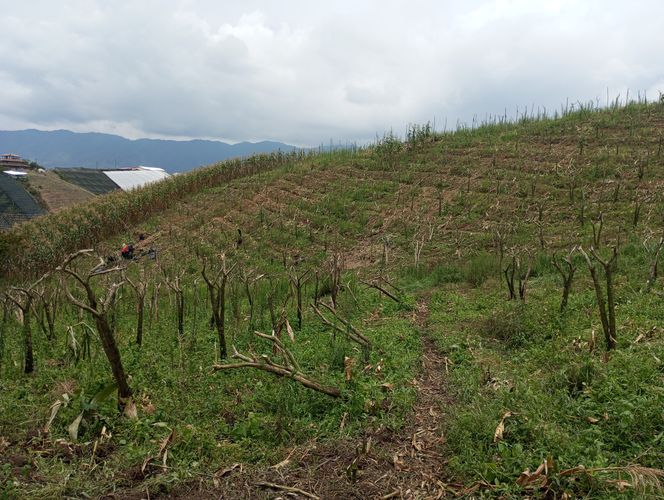 Finca en  Venta en El carmen de viboral - Miniatura 4