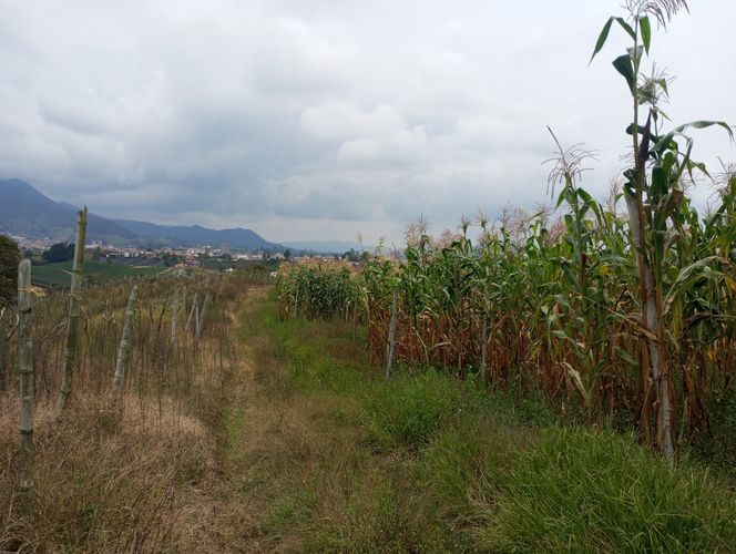 Finca en  Venta en El carmen de viboral - Miniatura 5