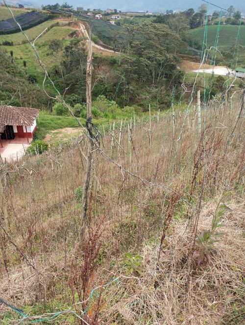 Finca en  Venta en El carmen de viboral - Miniatura 10
