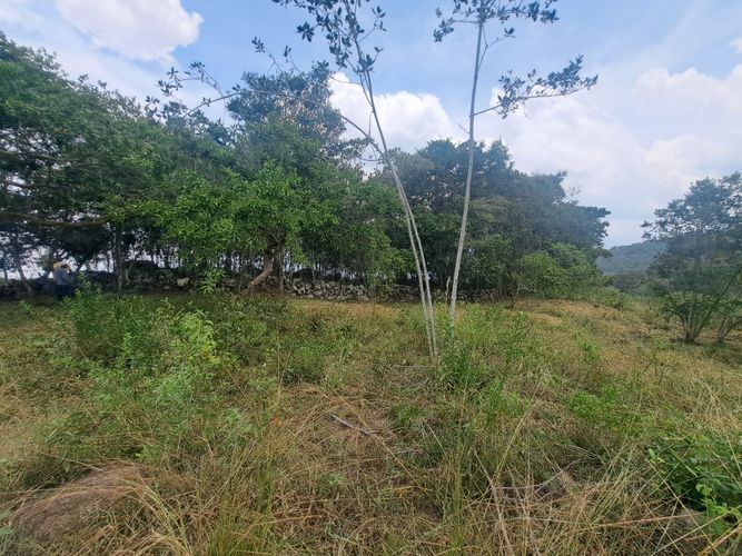 Finca en  Venta en Palacios, Fusagasugá - Miniatura 8
