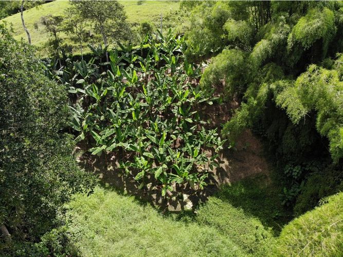 Finca en  Venta en Quimbaya - Miniatura 18