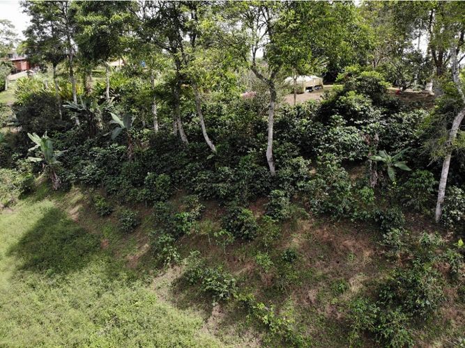 Finca en  Venta en Quimbaya - Miniatura 21