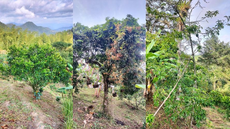 Finca en  Venta en La vega - Miniatura 13