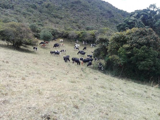 Finca en  Venta en Guandita, Guatavita - Miniatura 3