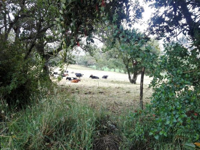 Finca en  Venta en Guandita, Guatavita - Miniatura 17
