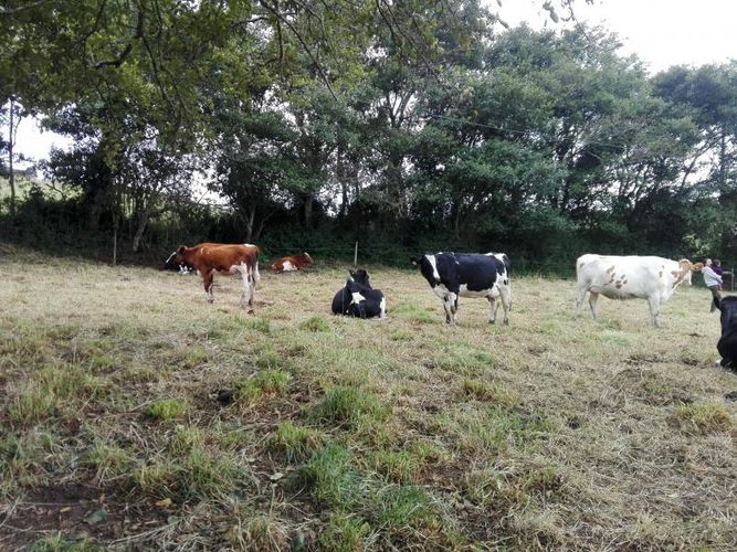 Finca en  Venta en Guandita, Guatavita - Miniatura 20