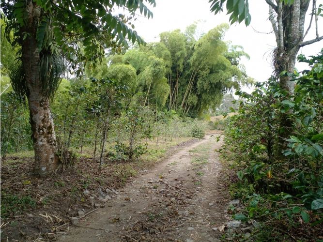 Finca en  Venta en Circasia - Miniatura 14