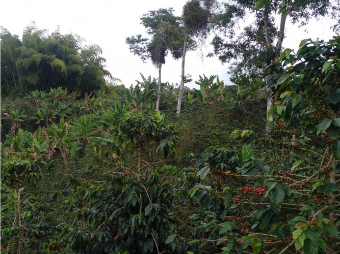 Finca en  Venta en Circasia - Miniatura 15