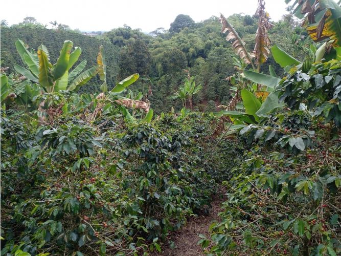 Finca en  Venta en Circasia - Miniatura 16