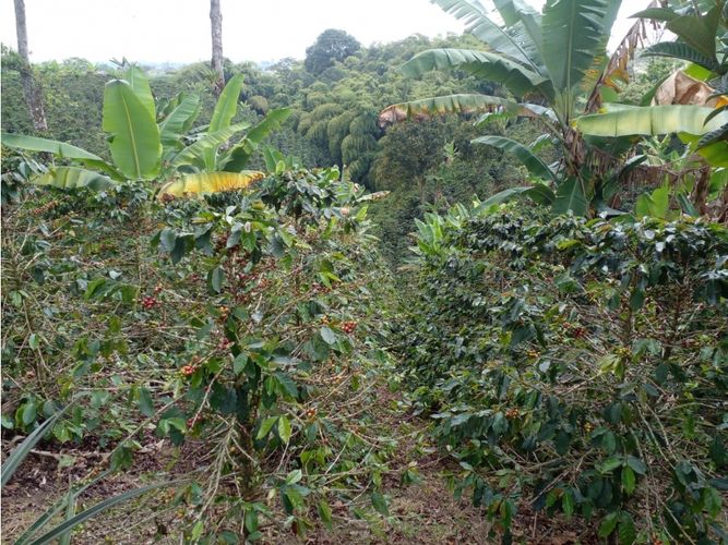 Finca en  Venta en Circasia - Miniatura 17