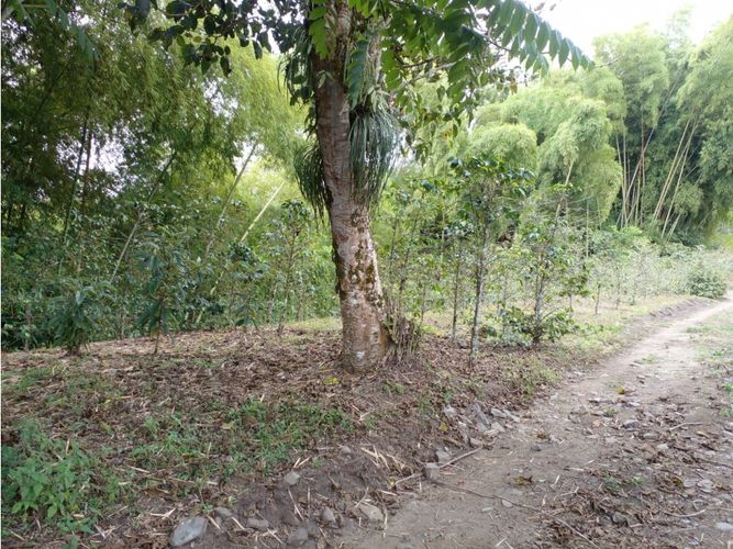 Finca en  Venta en Circasia - Miniatura 18