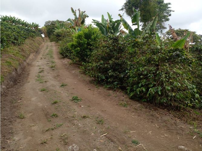 Finca en  Venta en Circasia - Miniatura 19