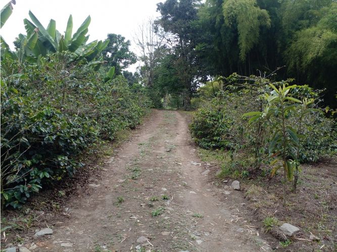 Finca en  Venta en Circasia - Miniatura 20