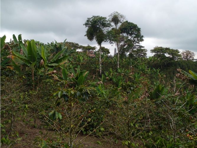 Finca en  Venta en Circasia - Miniatura 21