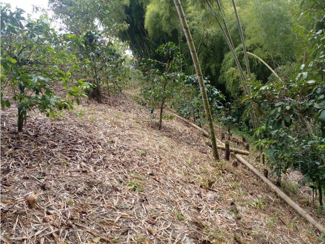 Finca en  Venta en Circasia - Miniatura 22