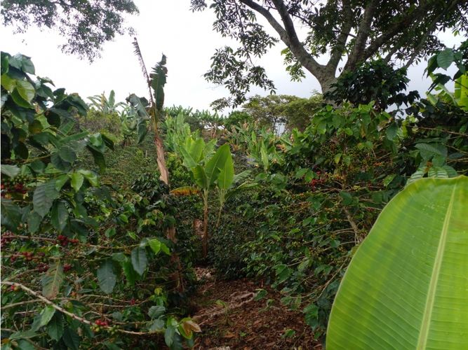 Finca en  Venta en Circasia - Miniatura 23
