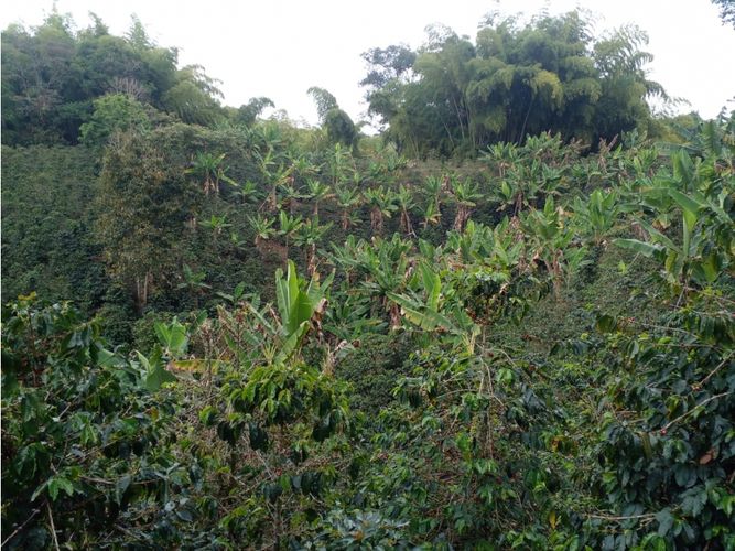Finca en  Venta en Circasia - Miniatura 24