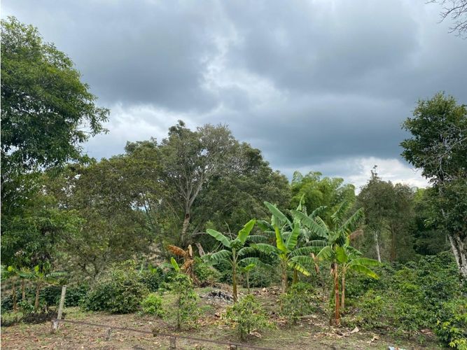 Finca en  Venta en Norte de Armenia, Circasia - Miniatura 6