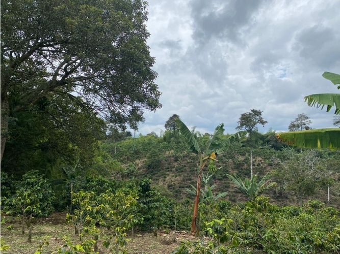 Finca en  Venta en Norte de Armenia, Circasia - Miniatura 7