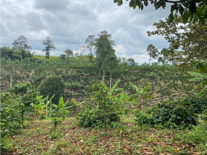 Finca en  Venta en Norte de Armenia, Circasia - Miniatura 9