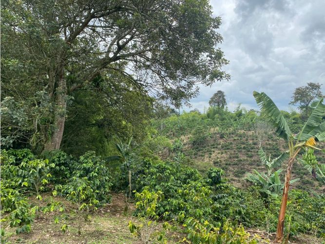 Finca en  Venta en Norte de Armenia, Circasia - Miniatura 10