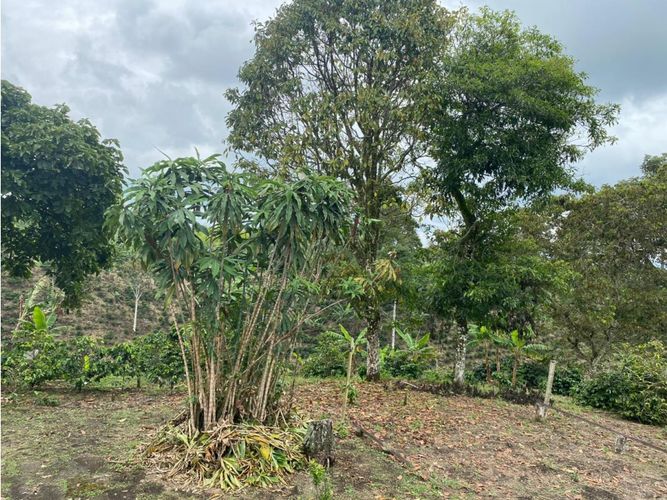 Finca en  Venta en Norte de Armenia, Circasia - Miniatura 11
