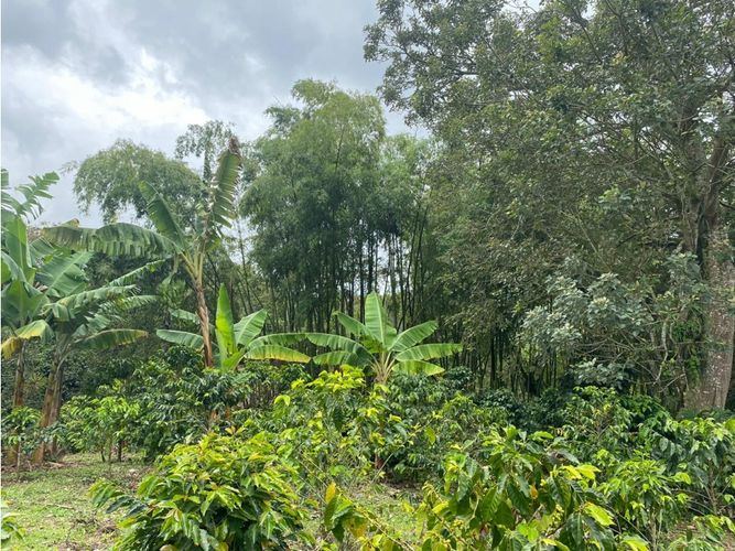 Finca en  Venta en Norte de Armenia, Circasia - Miniatura 13
