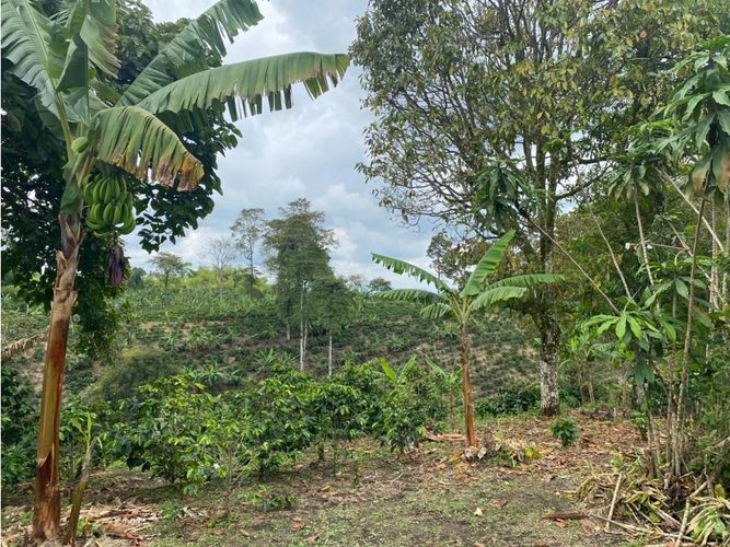Finca en  Venta en Norte de Armenia, Circasia - Miniatura 15