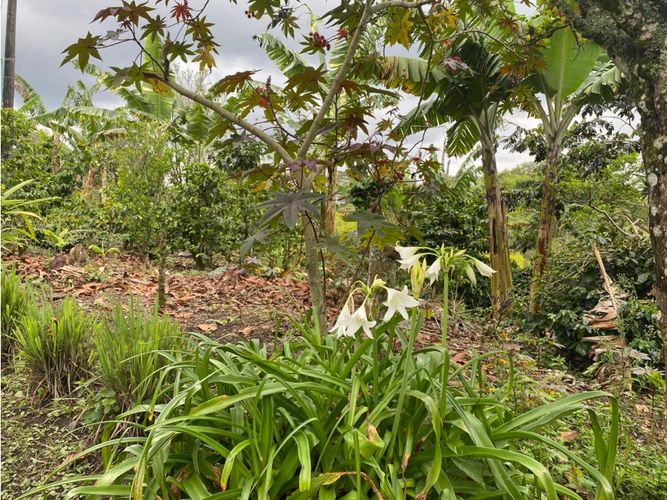 Finca en  Venta en Norte de Armenia, Circasia - Miniatura 19