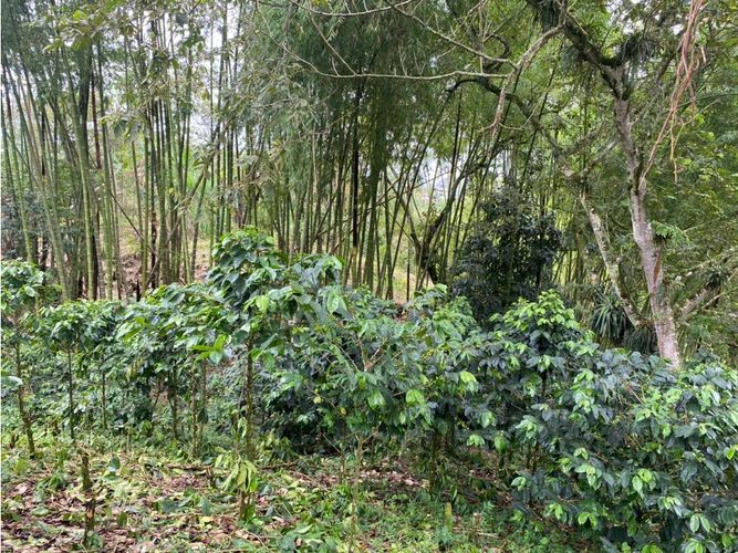 Finca en  Venta en Norte de Armenia, Circasia - Miniatura 20