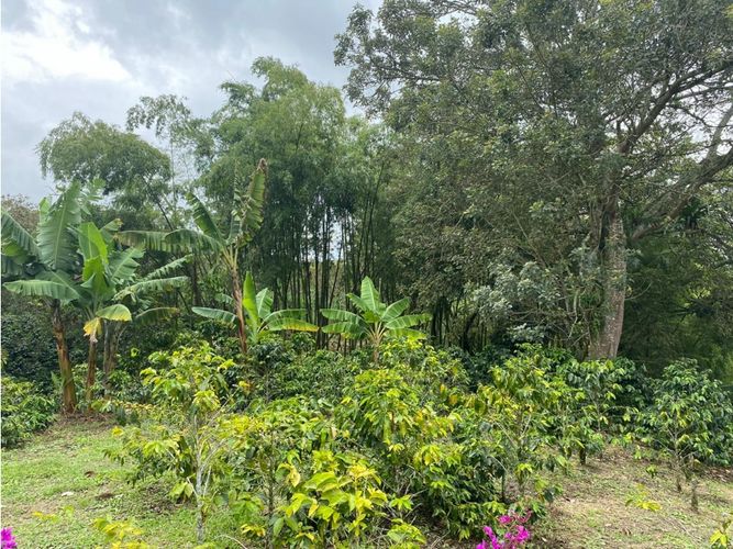 Finca en  Venta en Norte de Armenia, Circasia - Miniatura 21