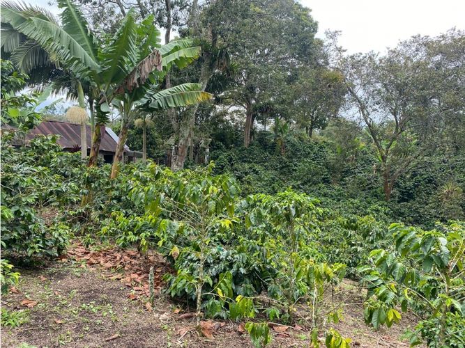 Finca en  Venta en Norte de Armenia, Circasia - Miniatura 24