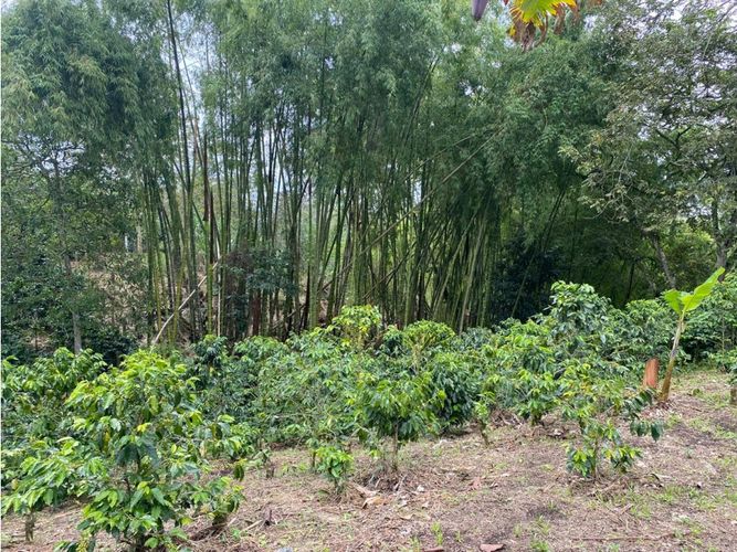 Finca en  Venta en Norte de Armenia, Circasia - Miniatura 26