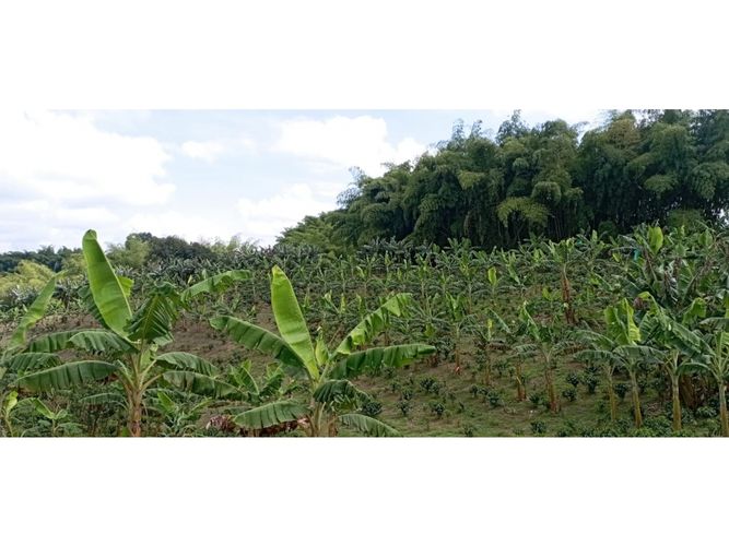Finca en  Venta en Quimbaya - Miniatura 10