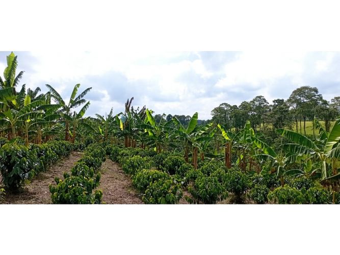 Finca en  Venta en Quimbaya - Miniatura 11
