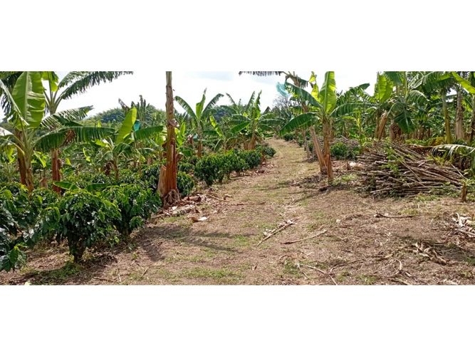 Finca en  Venta en Quimbaya - Miniatura 13