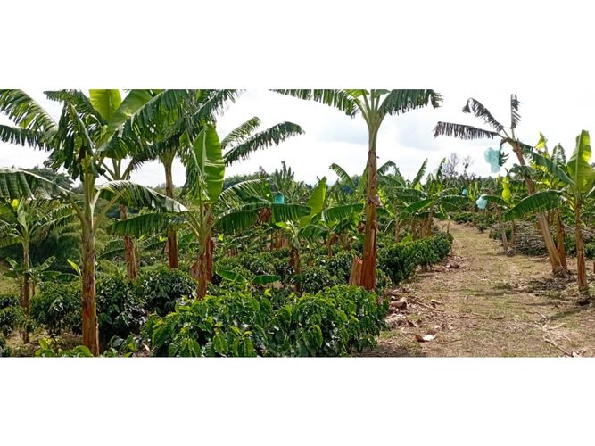 Finca en  Venta en Quimbaya - Miniatura 14