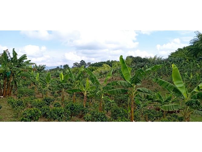Finca en  Venta en Quimbaya - Miniatura 16