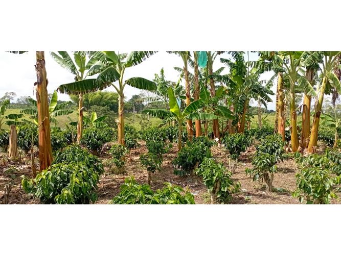 Finca en  Venta en Quimbaya - Miniatura 18