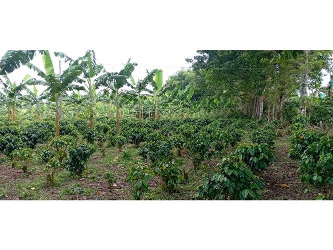 Finca en  Venta en Quimbaya - Miniatura 19