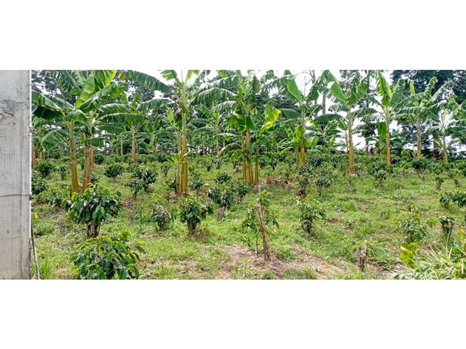 Finca en  Venta en Quimbaya - Miniatura 20