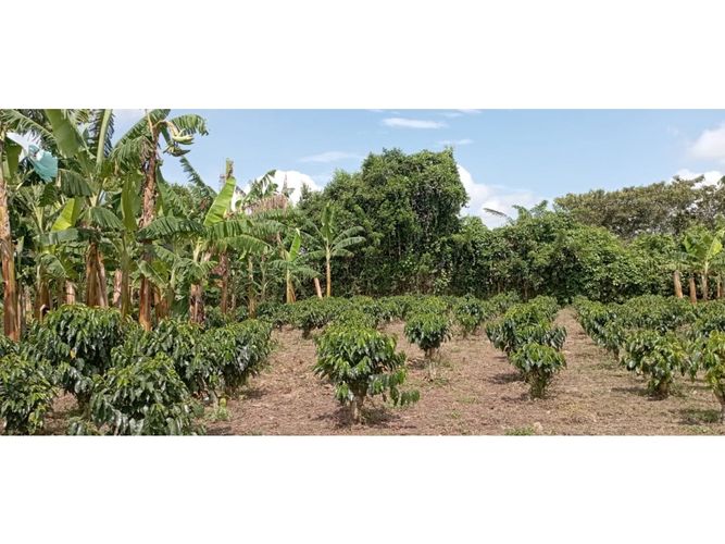 Finca en  Venta en Quimbaya - Miniatura 21