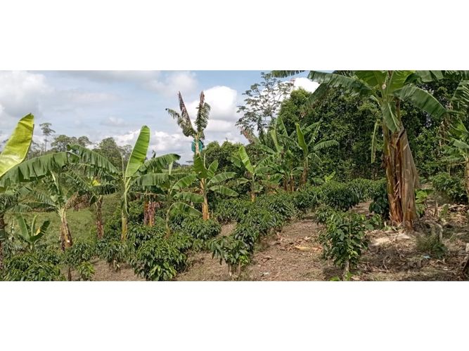 Finca en  Venta en Quimbaya - Miniatura 22